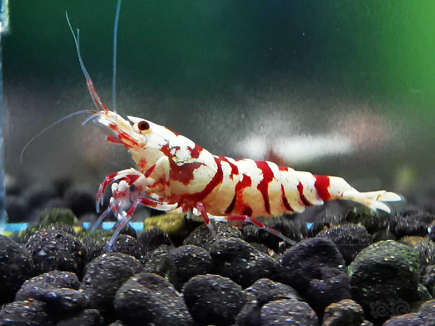 20190923rmb拍卖太极红花虎水晶虾公虾一只