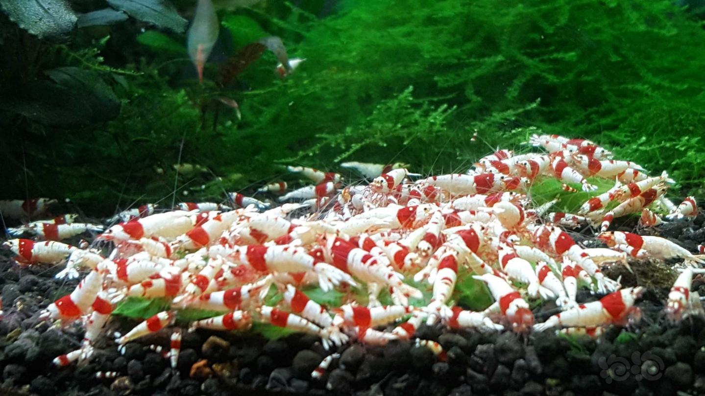 转纯血红白水晶虾-图2