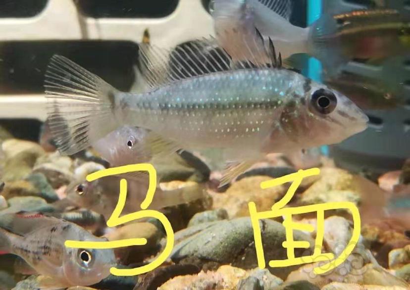 【美洲慈鲷】食土鲷系列1-图4