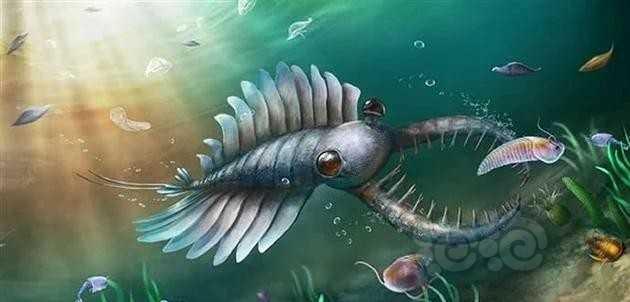 奇虾史前第一巨虾，称霸整个海域千万年-图4