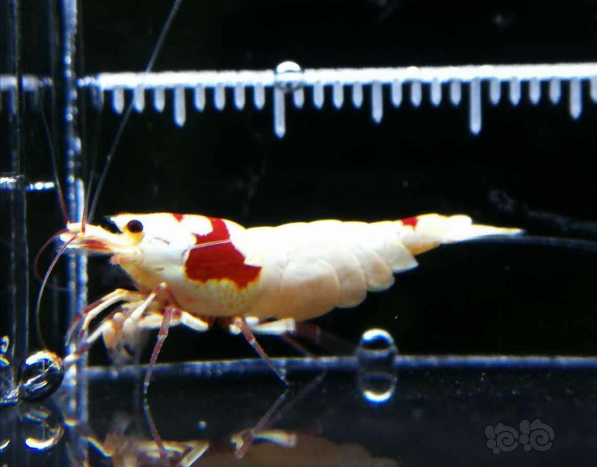 【虾】2019-09-26#RMB拍卖红白水晶虾2只-图3