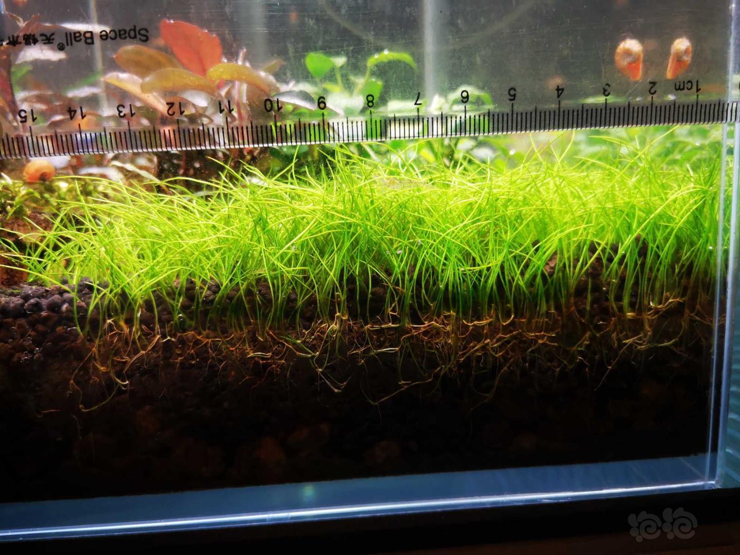 一根牛毛引起的故事