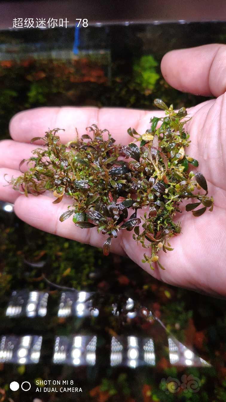 出超级迷你柯达岗潘多拉辣椒榕