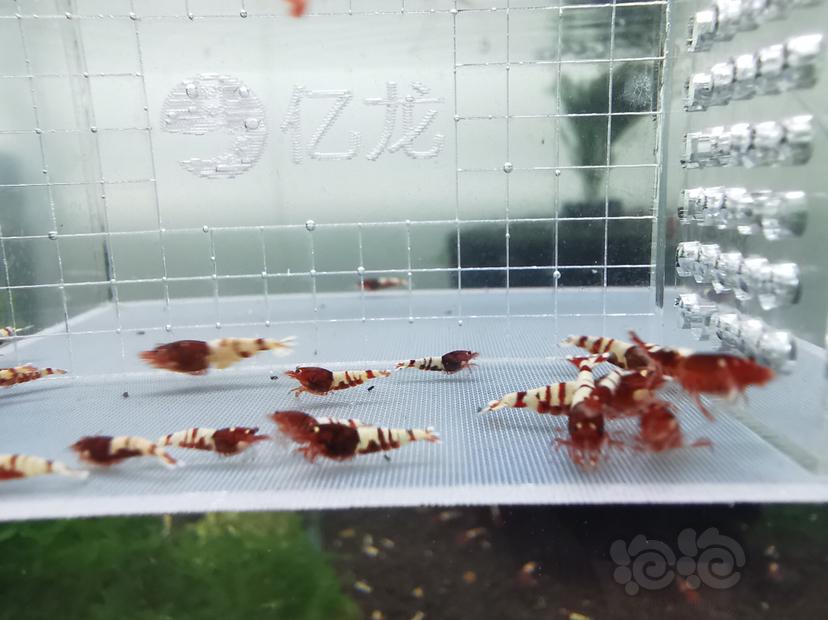 【虾】2019-09-04#拍卖红姘头一份30只-图1