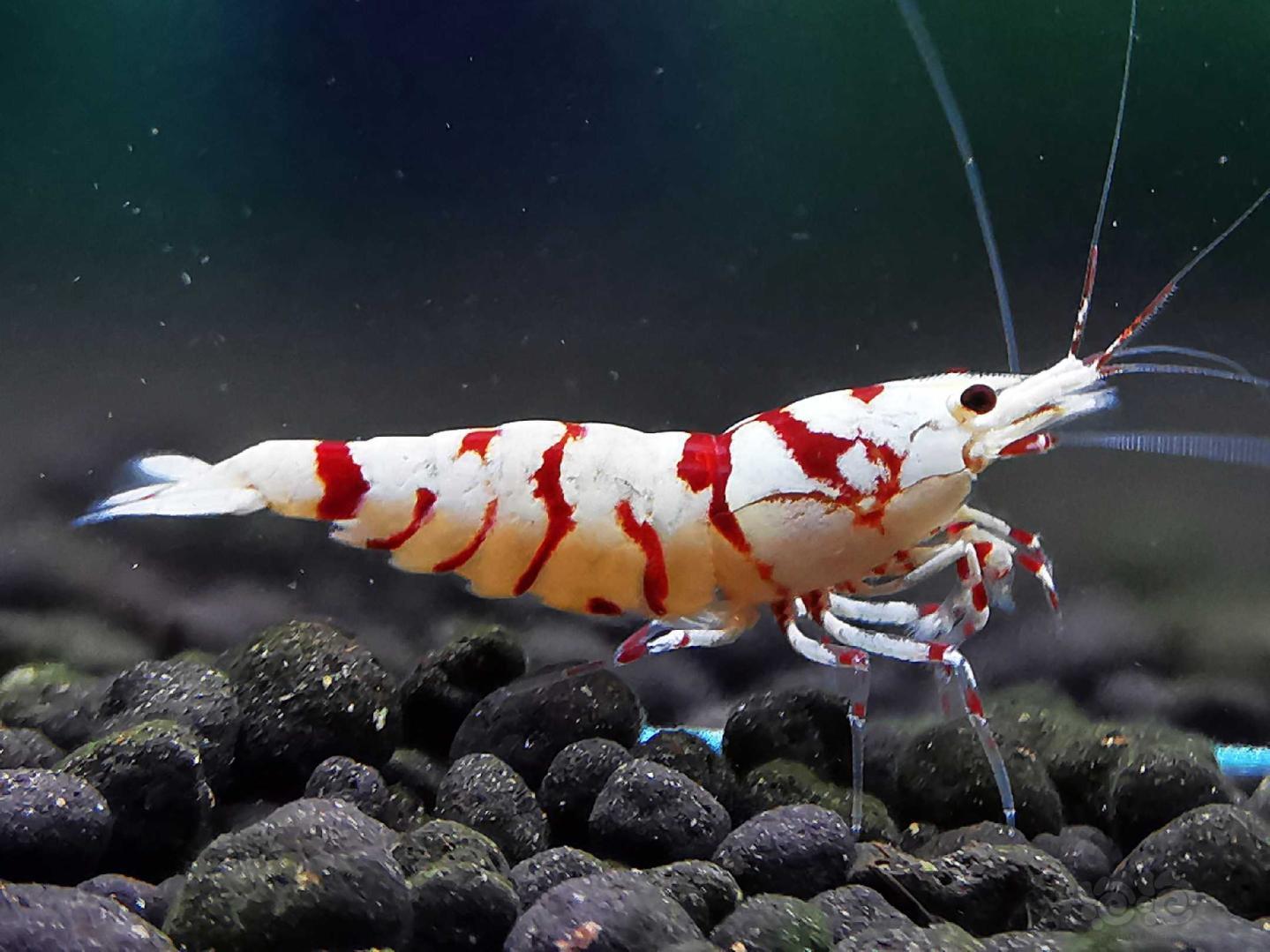 20190919rmb拍卖太极红花虎水晶虾公虾一只