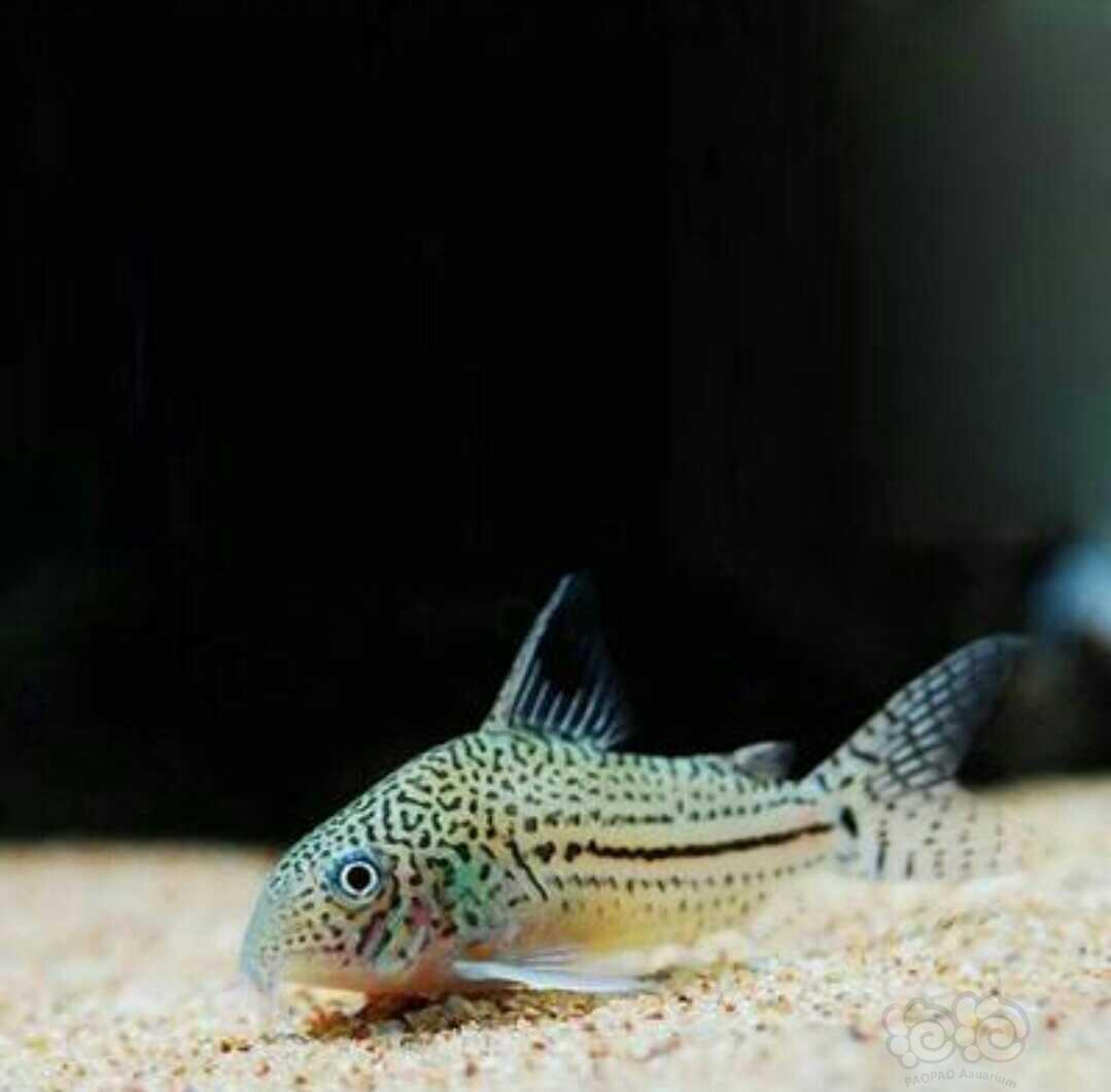 鼠鱼茉莉豹鼠鱼