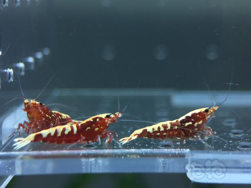【虾】2019-09-12#RMB拍卖红银河鱼骨4只-图4