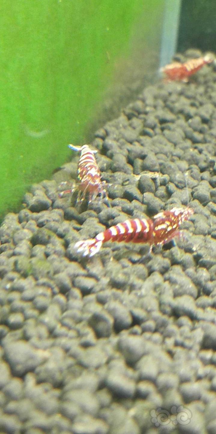 记录红银河水晶虾在自来水里是否能养定且繁殖-图4