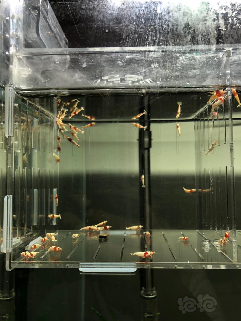 【虾】2019-09-19#RMB拍卖#红白水晶虾一份45只-图1