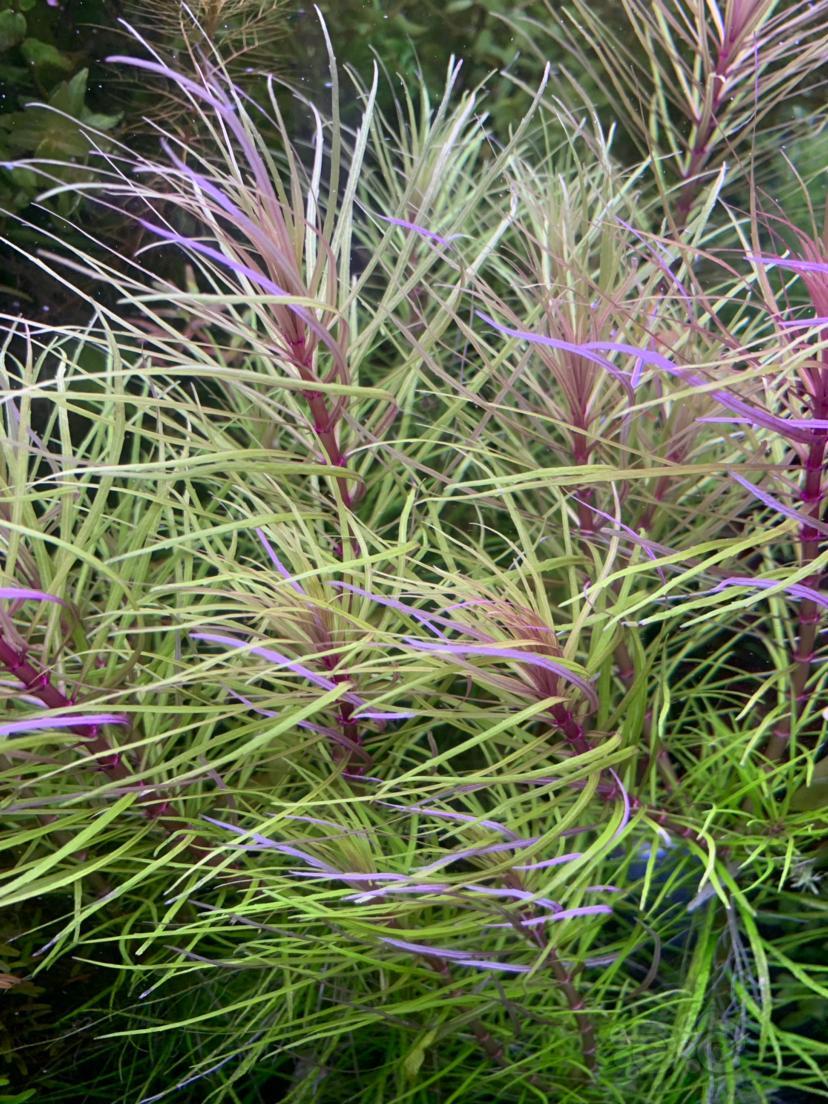 出羽裂南美印度紫红小圆叶