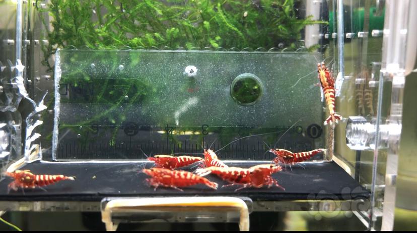 【虾】2019-9-03#RMB拍卖红银河鱼骨一份-图7