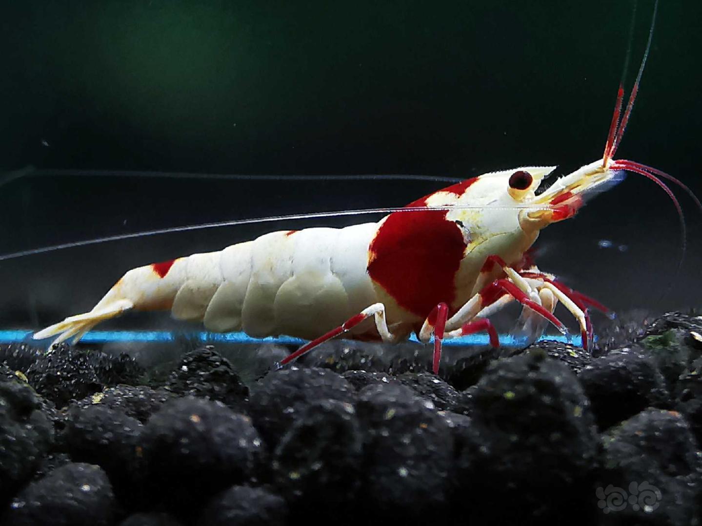 2019-09-23#rmb拍卖瑾福红白水晶虾一对