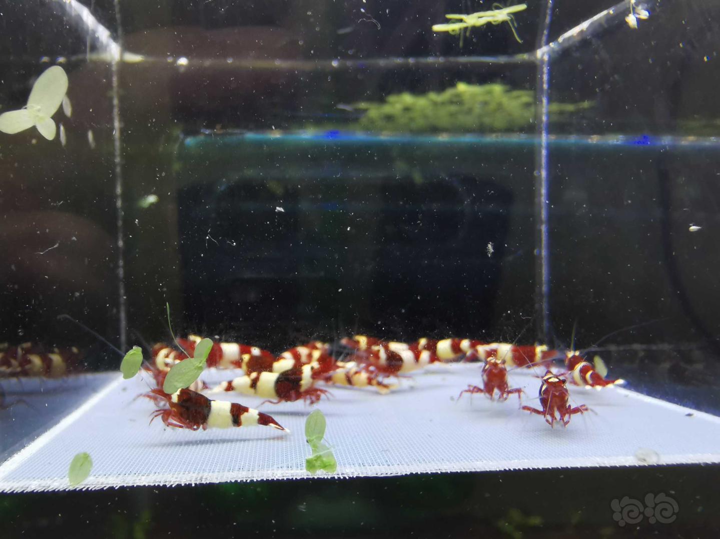 【虾】2019-09-08#RMB拍卖#酒红水晶虾一份16只-图2