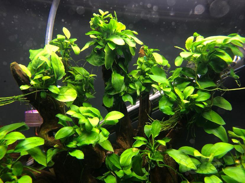 出水溶品种自辩