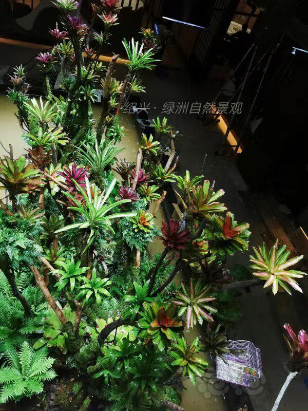 【雨林】宁波生态型酒店雨林景观成品图-图1