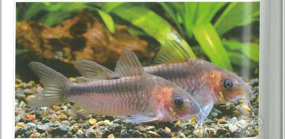 【鼠鱼】红黑带鼠鱼!-图2