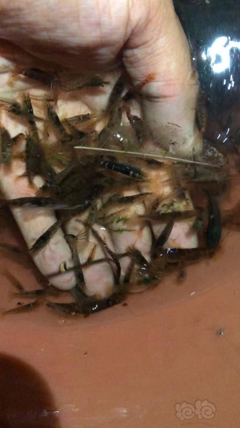 国庆活动～购除藻斑点虾送红白水晶虾-图9