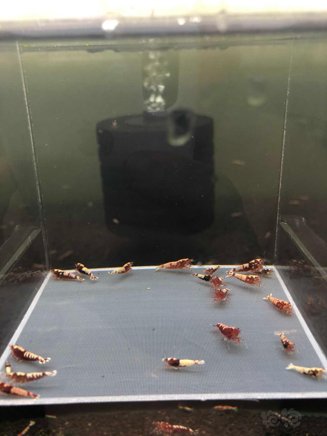 【虾】2019-09-06#RMB拍卖红银河水晶虾一份20只-图3
