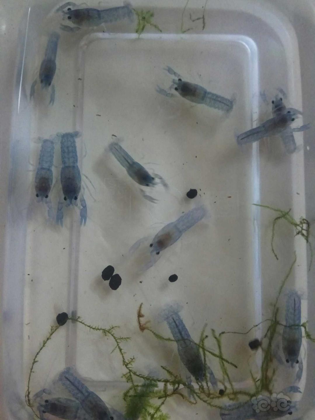 出天空蓝魔鳌虾苗