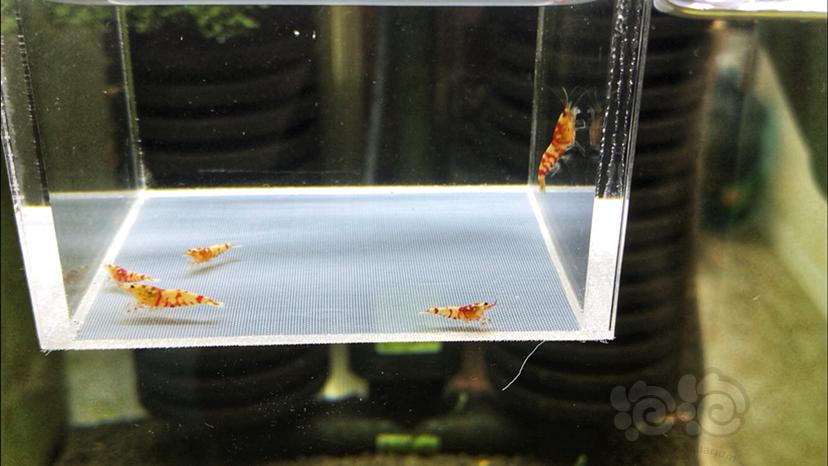 【虾】2019-09-01#RMB拍卖红花虎水晶虾-1-图3