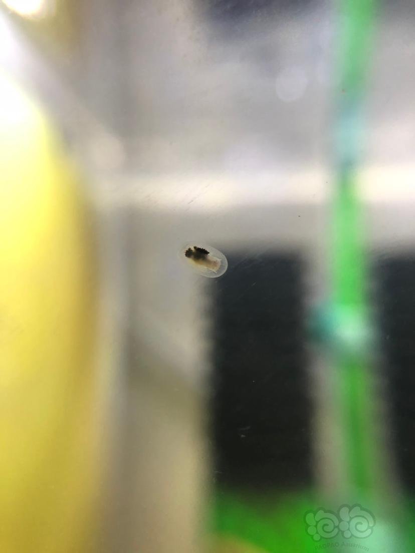 鱼缸内透明扁状虫子图片