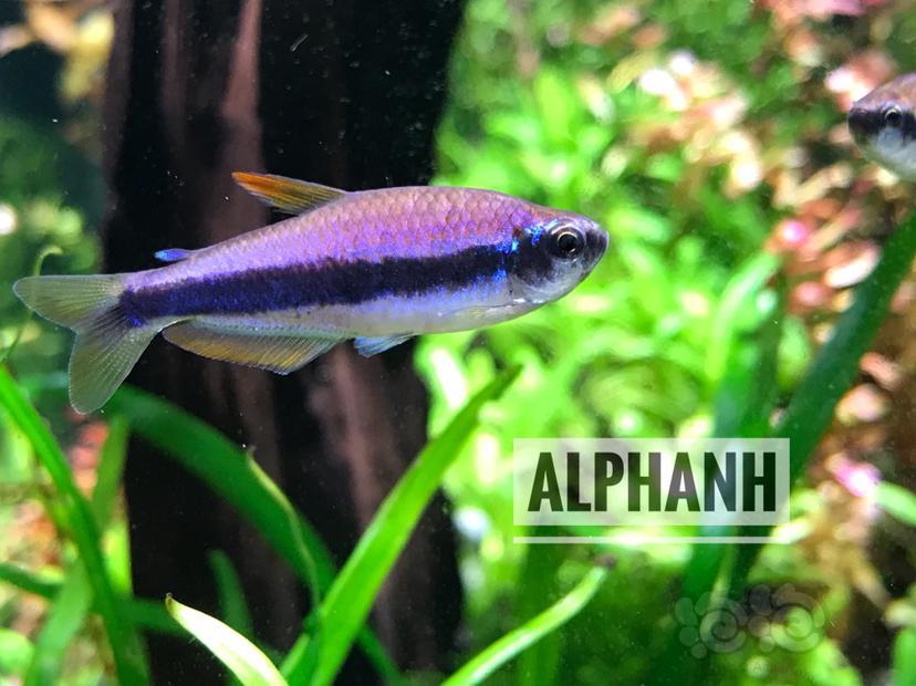 【灯科鱼】一条蓝国王灯的逆袭