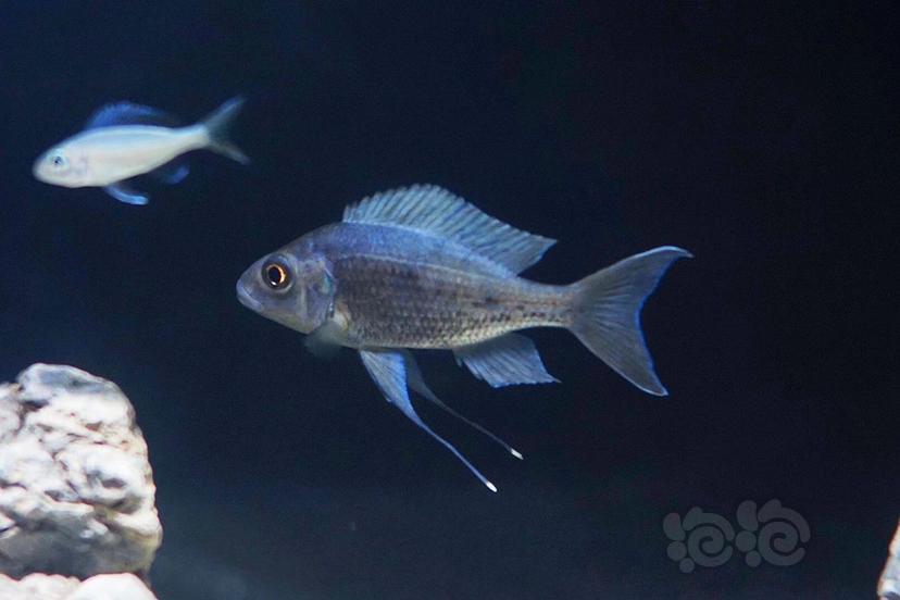 热带鱼噶三湖小鱼房三湖慈鲷坦湖人工蓝帝提灯