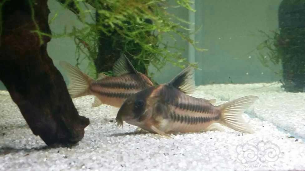 【鼠鱼】超级二线鼠鱼