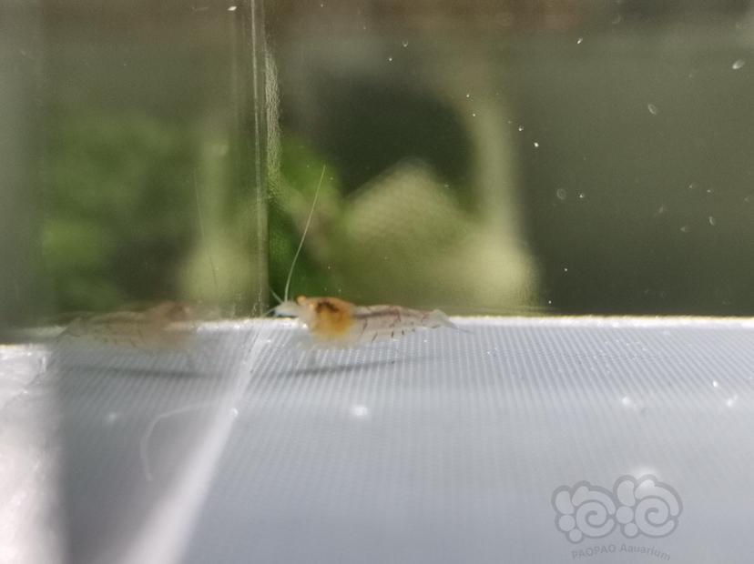 【虾】2019-09-13#RMB拍卖金眼水晶虾6只-图1