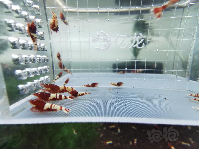 【虾】2019-09-04#拍卖红姘头一份30只-图2
