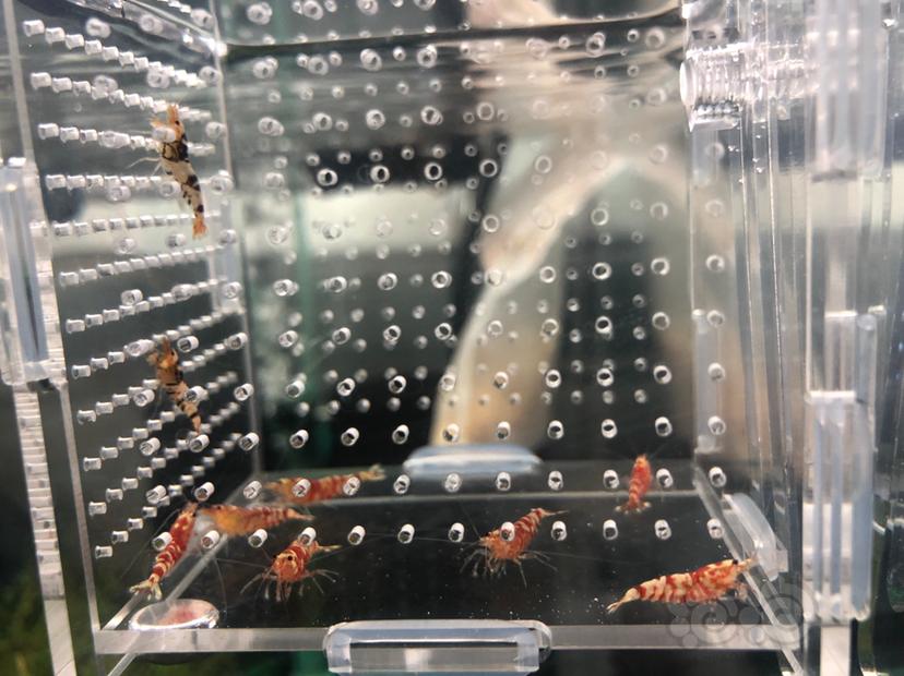【虾】2019-09-24#RMB拍卖#黑/红花虎水晶虾一份9只（7红、2黑）-图4