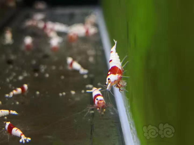 代友出红白水晶虾-图3
