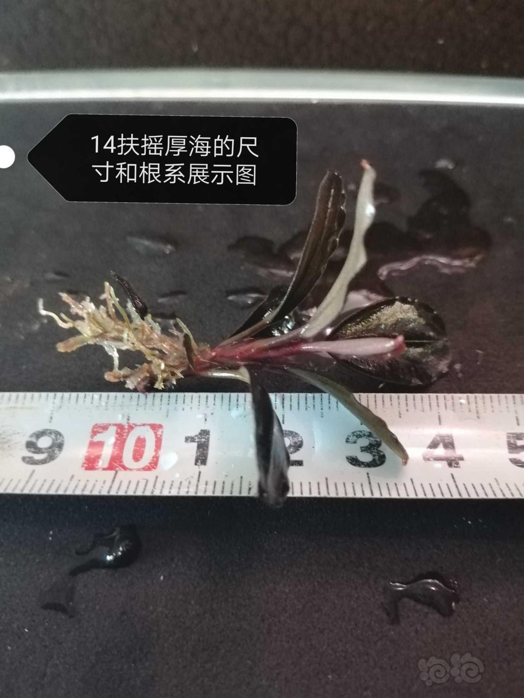 【用品】2019-9-28#RMB拍卖#14扶摇厚海一颗-图2