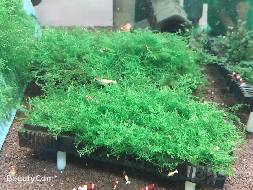 【用品】2019-9-22#RMB拍卖珊瑚moss一份-图1