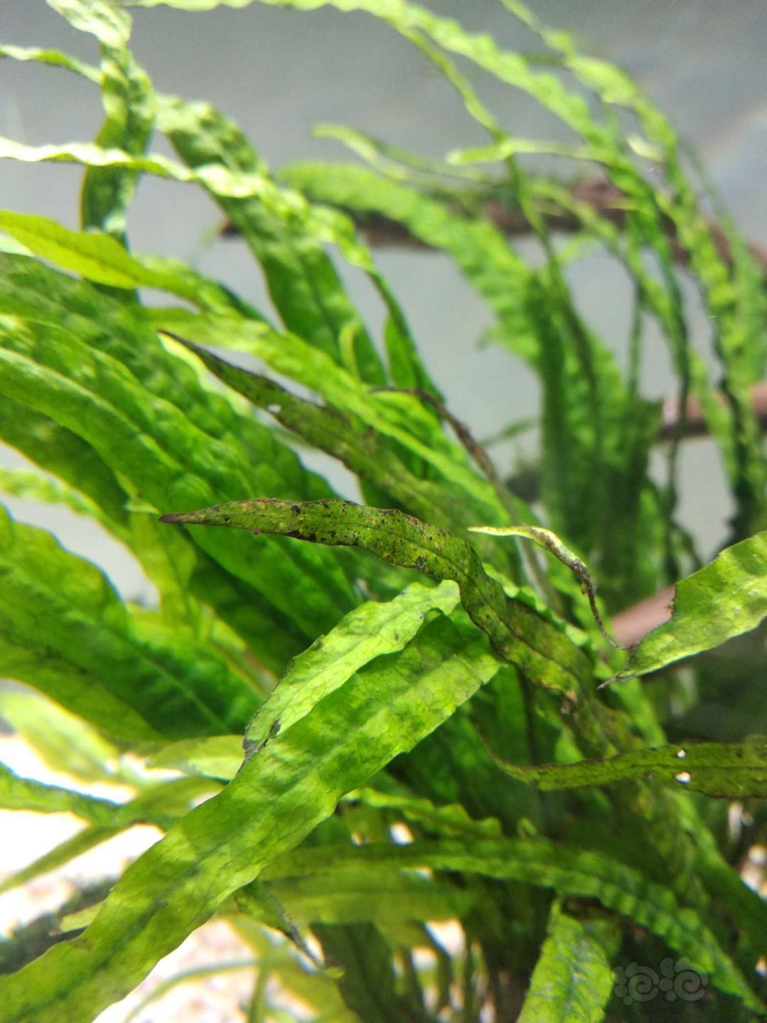 丹麦细叶铁黑叶