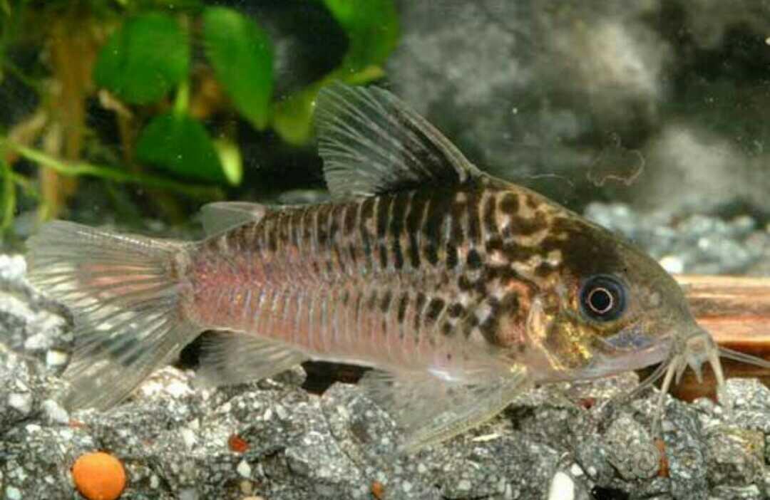 【鼠鱼】钻纹宽带公主鼠鱼