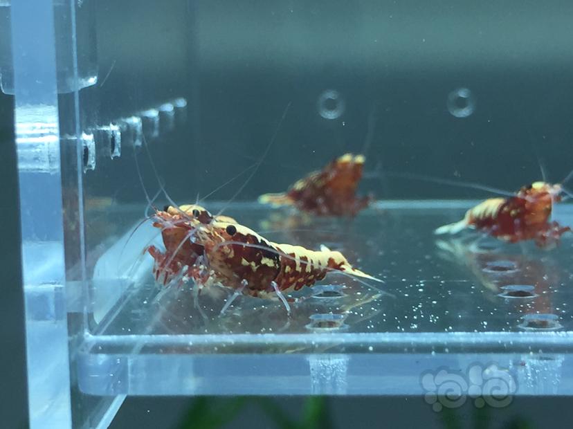 【虾】2019-09-12#RMB拍卖红银河鱼骨4只-图1