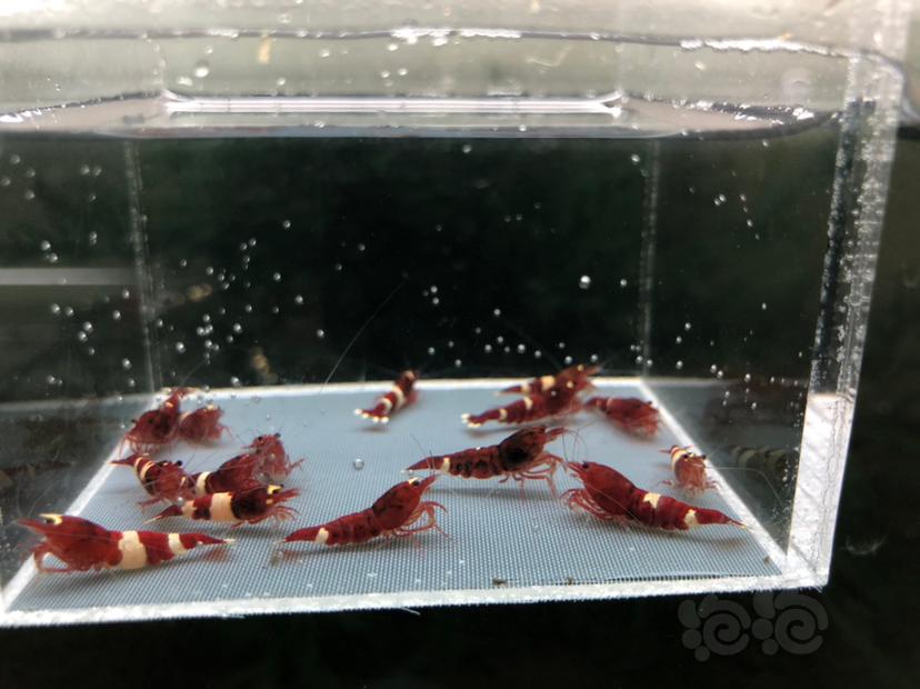 【虾】2019-09-04#RMB拍卖深酒红水晶虾一份15只-图3