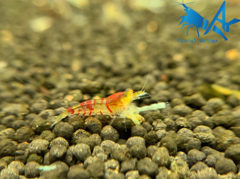 金眼红虎纹水晶虾-图1