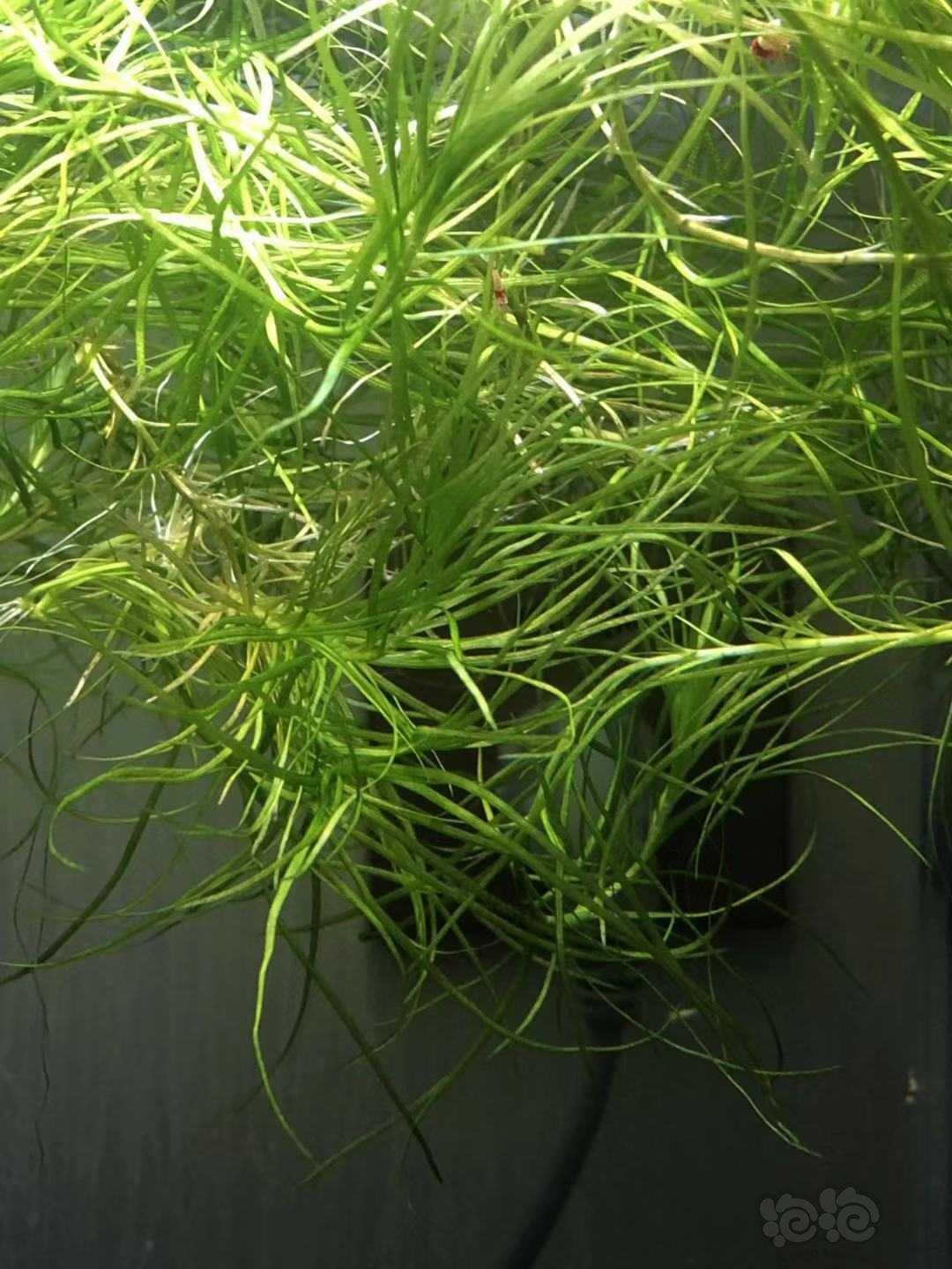 这个是什么水草漂在水面上的