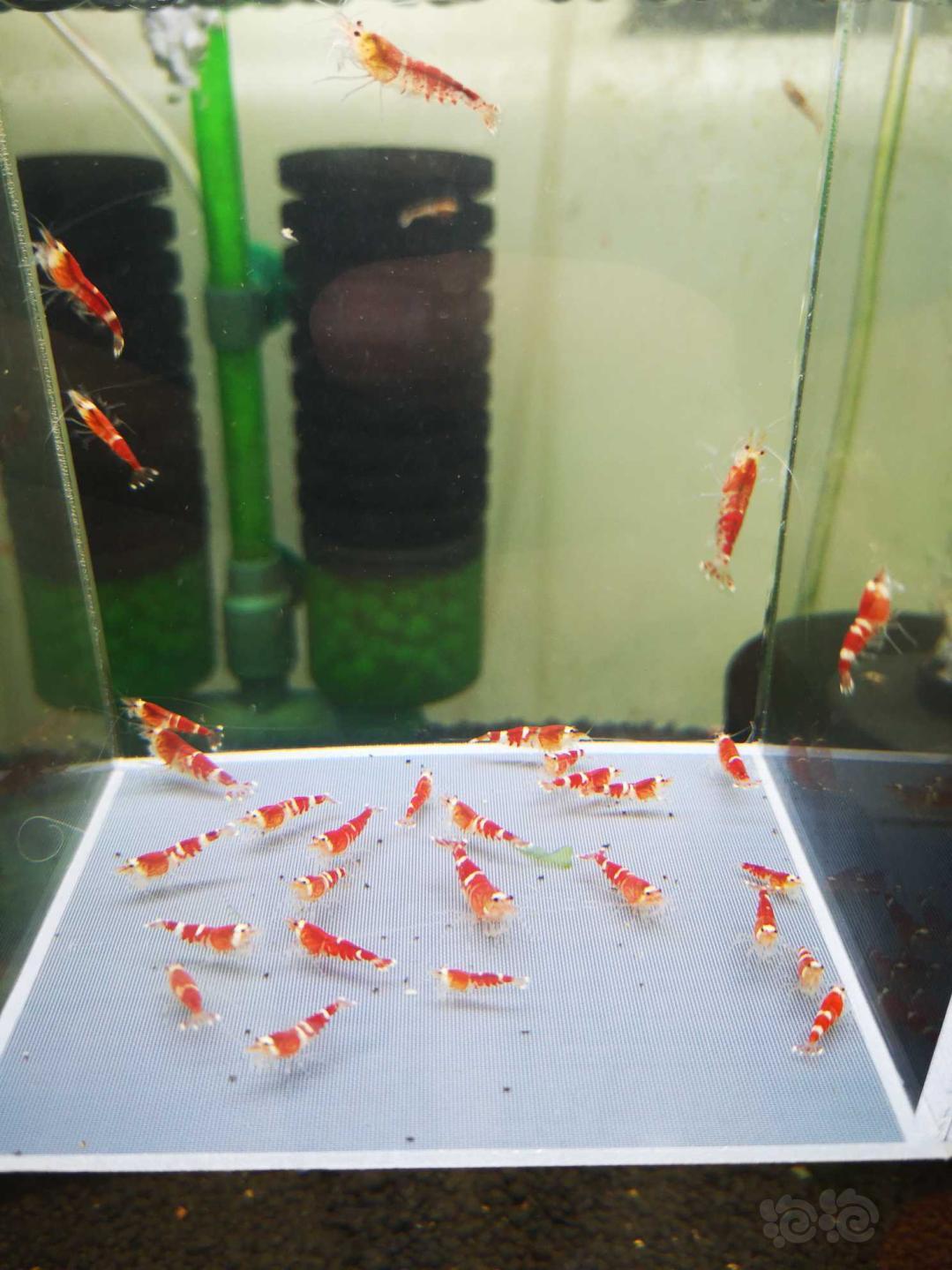 【虾】2019-09-12#RMB#拍卖圣诞红索型一份30只-图4