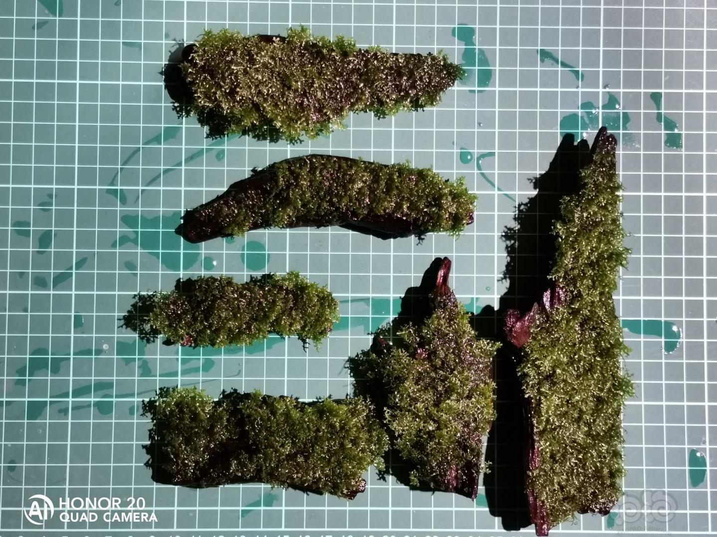 【水草】出沉木珊瑚莫斯-图3