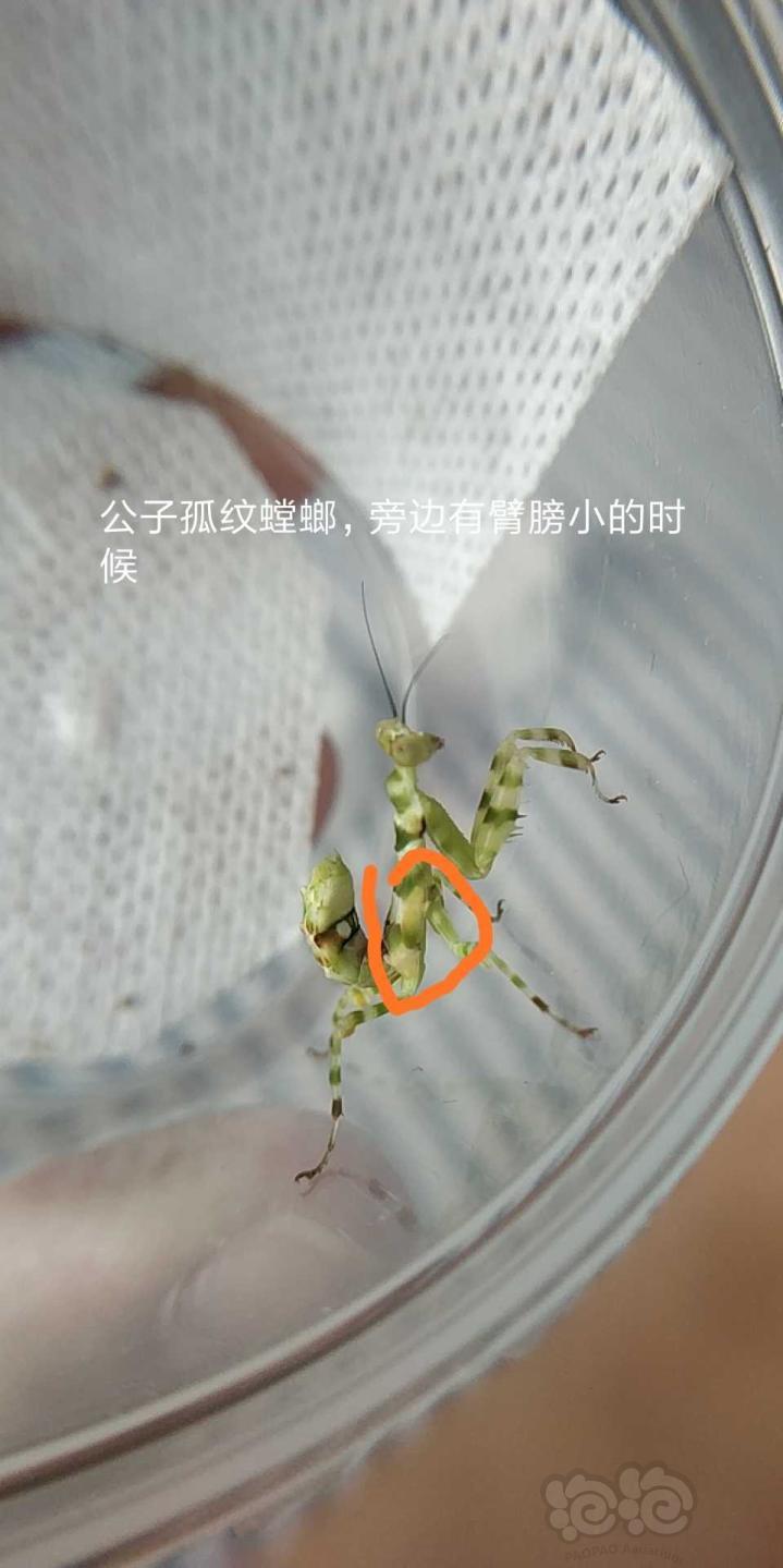 孤纹螳螂的养殖和繁殖-图2