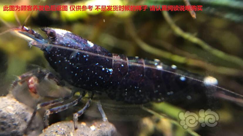 国庆活动～购除藻斑点虾送红白水晶虾-图5