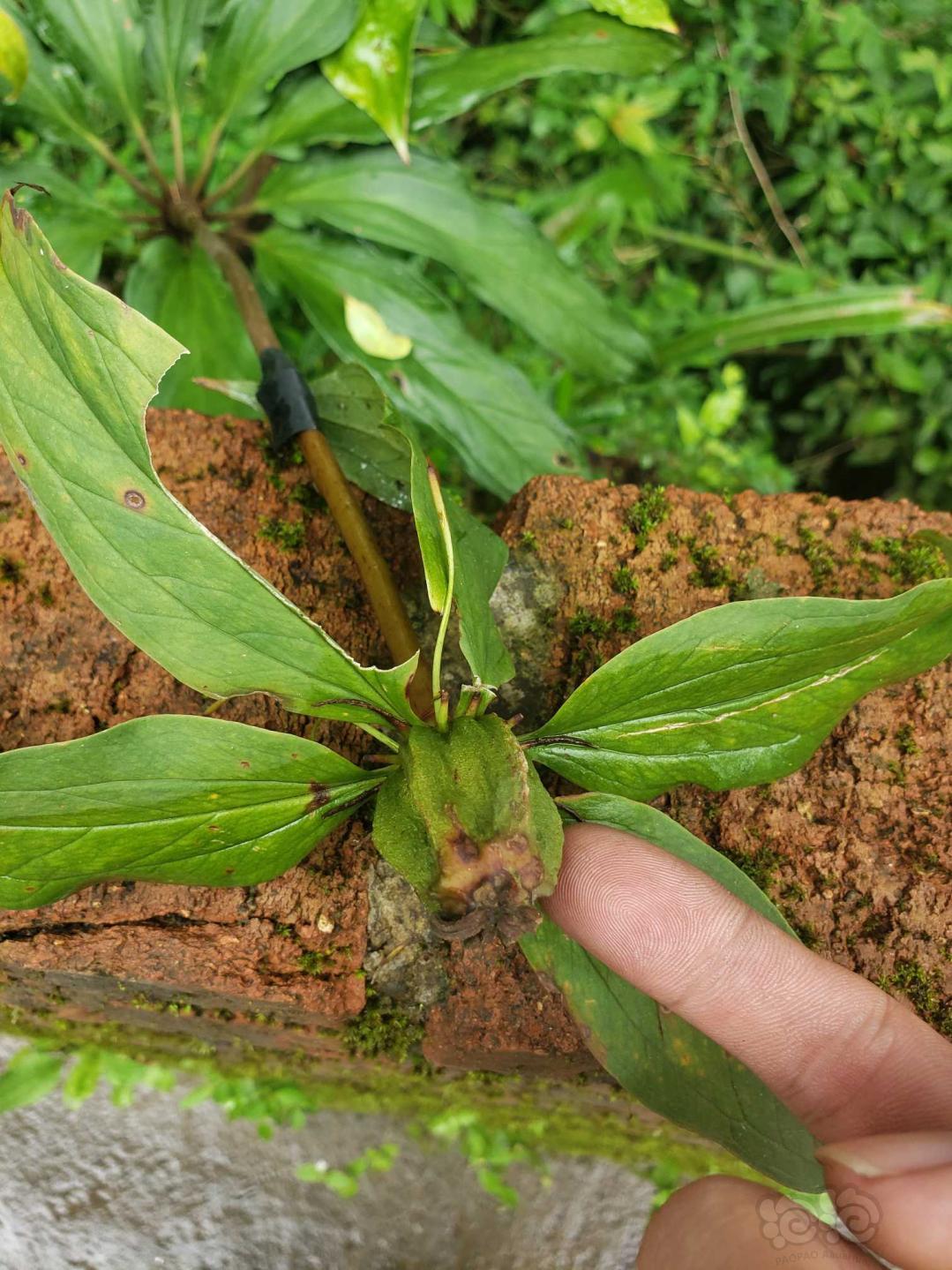 盆栽重樓七葉一枝花