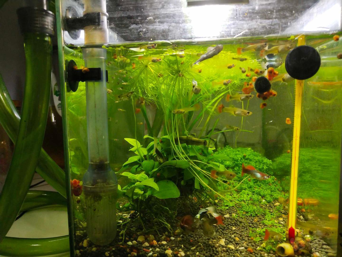 第一次养爆缸了怎么办