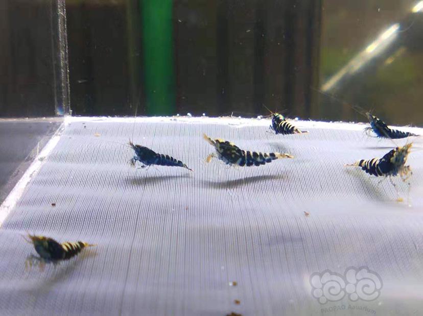 【虾】2019-09-29#RMB黑银河水晶虾一份6只送一只-图5