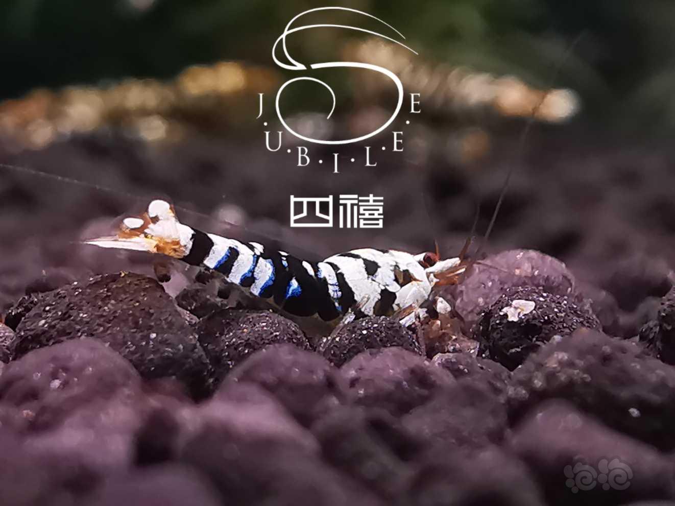 【虾】2019-9-21#RMB拍卖黑花虎水晶虾幼虾两只-图4