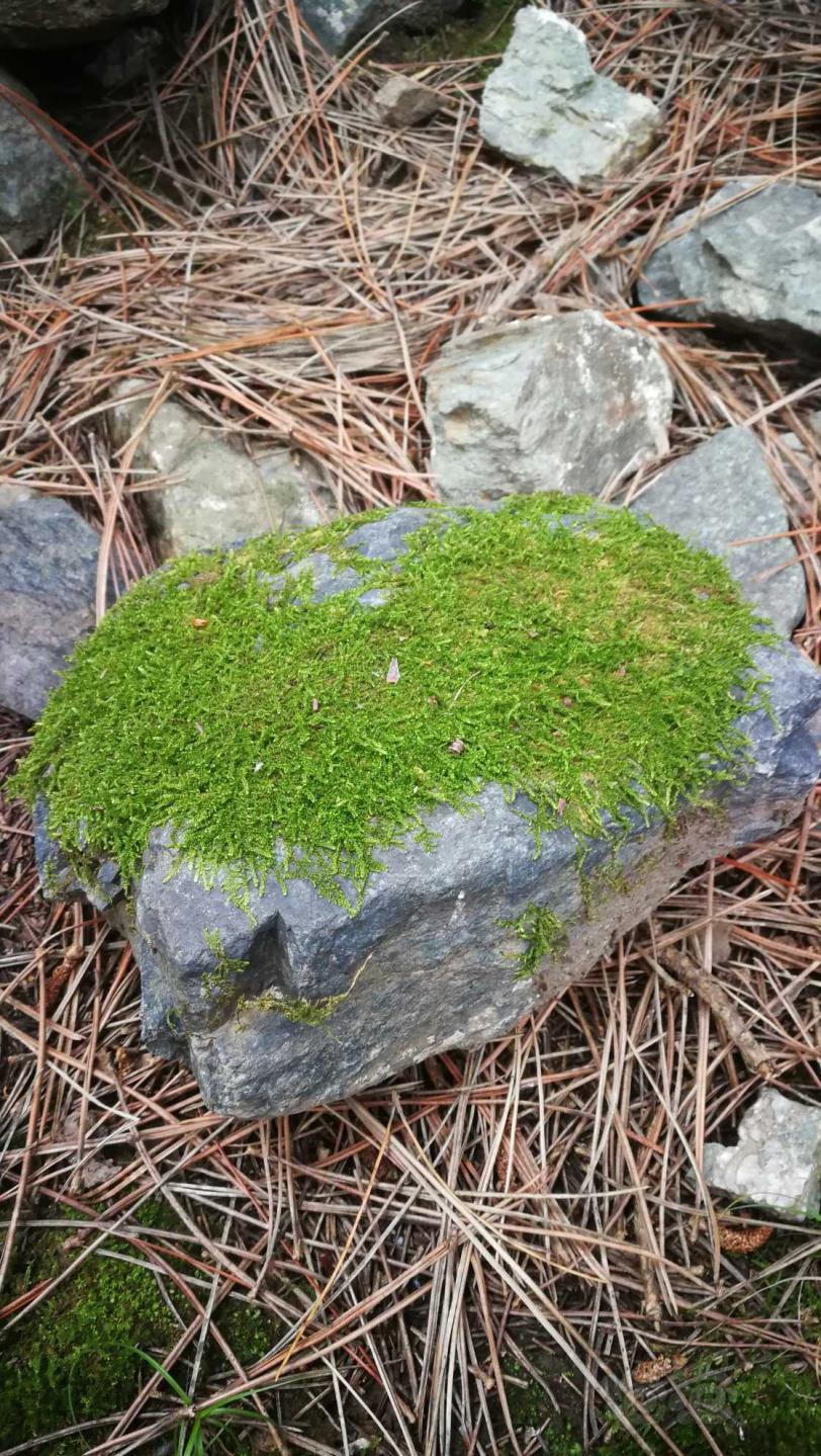 野采苔藓石头