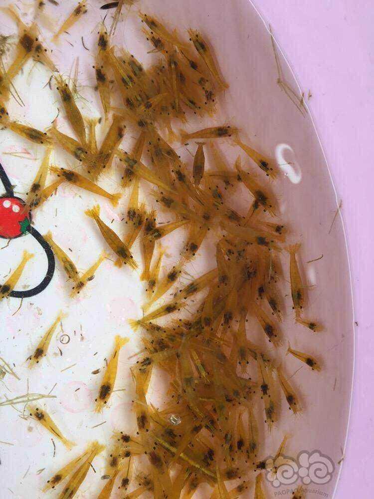 多齿新米虾图片